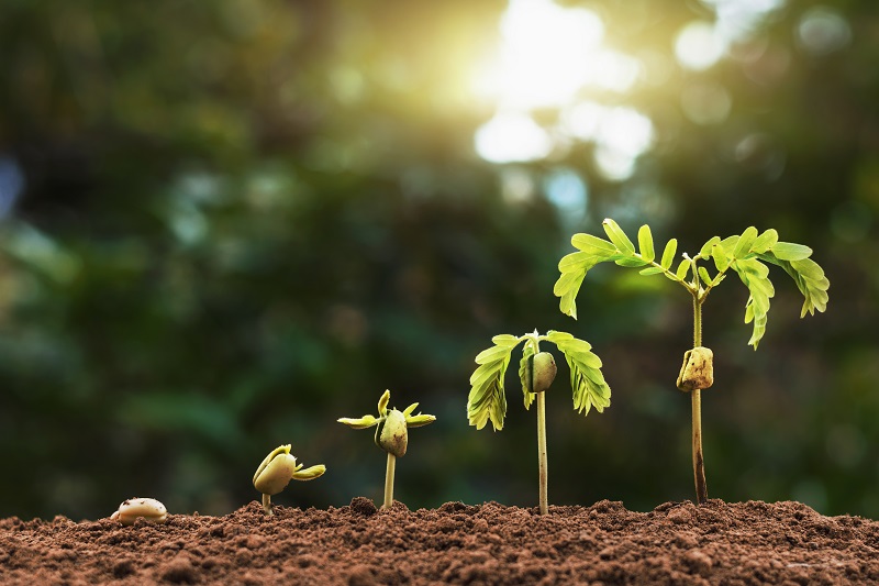 Helping Students Build a Growth Mindset 