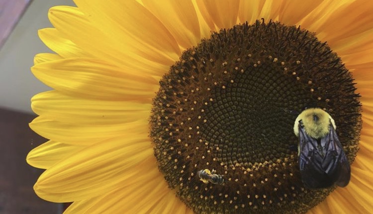 Pollinators and Flowering Plants 