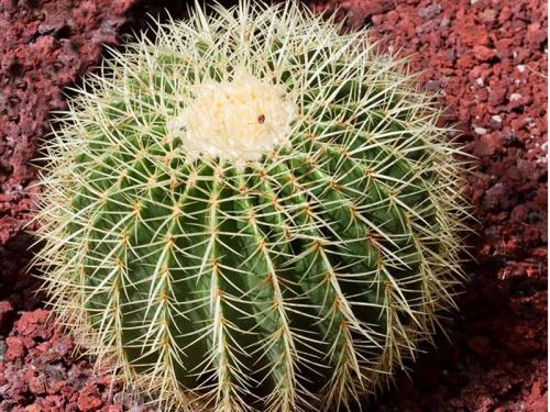 Plant Adaptations