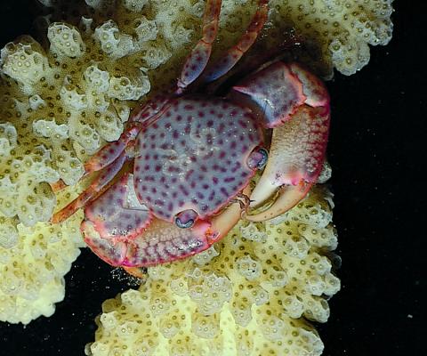 Marine Arthropods: Adaptations & Engineering
