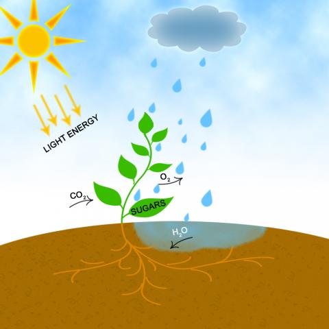 Photosynthesis