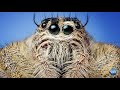 The Itsy Bitsy SPIDER