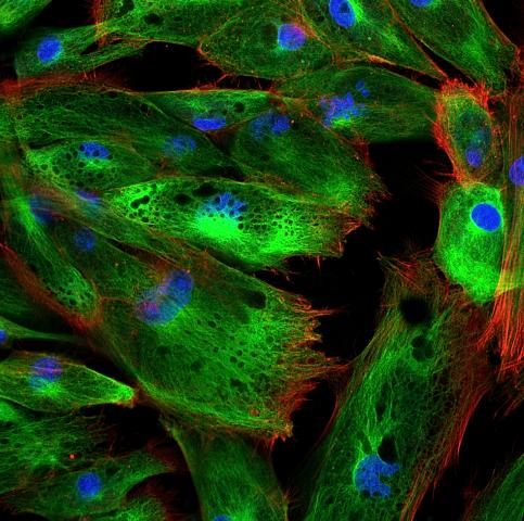 Cells and Life - Legends of Learning