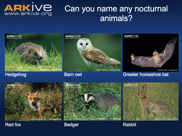 Nocturnal Animals