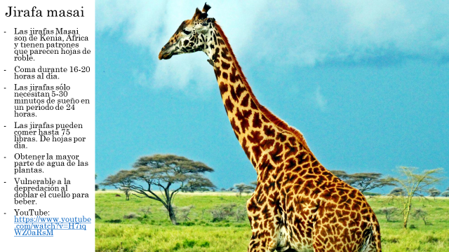 Animales comunes del zoo