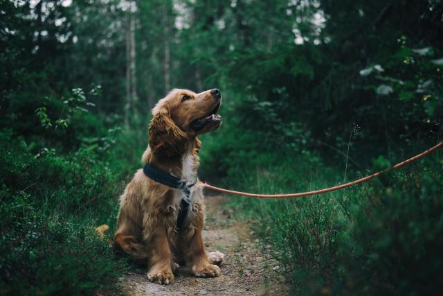 Red Flags to look For When your Dog is Sick