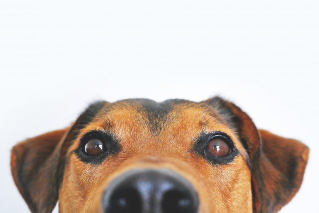 Hello Goodbye Dog: Reading About Service Dogs and Their Important Jobs