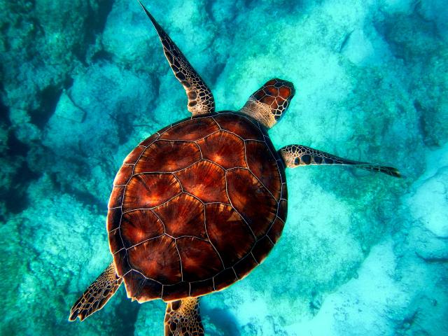 Importance of the Oceans